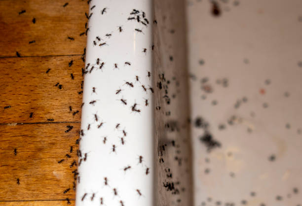 Best Best Pest Control Companies  in Lake Holiday, IN